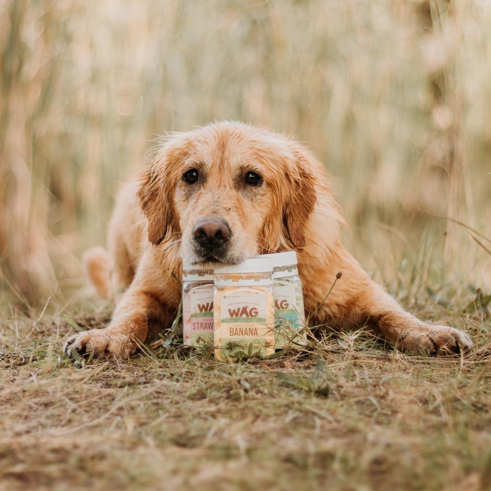 Wag Yoghurt Drops Apricot Dog Treats 250g - PawzUp Pet Supplies | Free Shipping | Lowest Price | Best Dog Treats | Sydney Based Online Petshop |