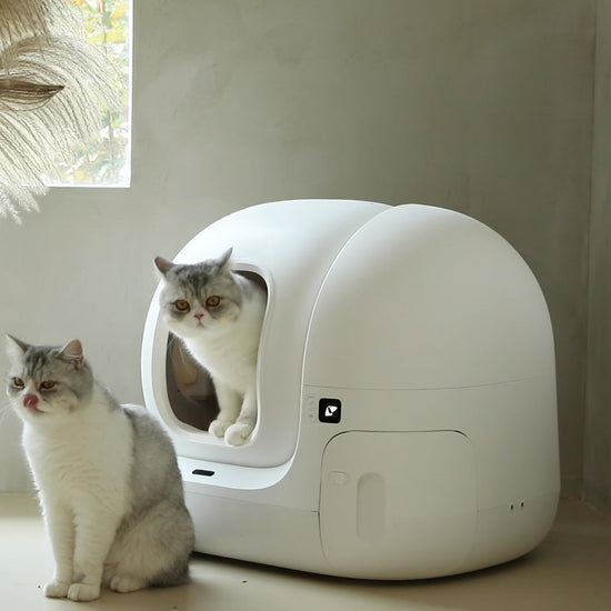 Footloose cat potty cheap
